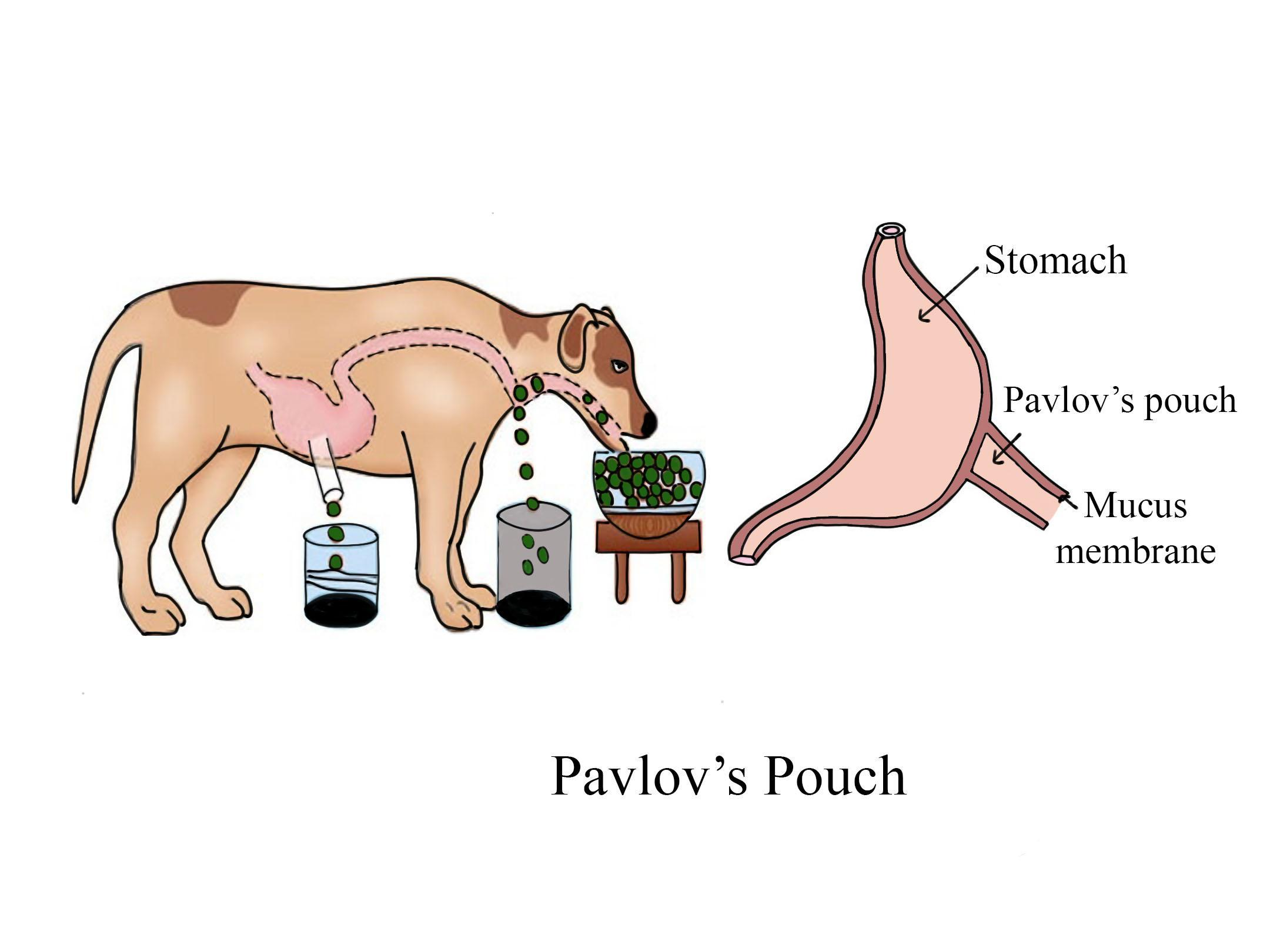 Pavlovs Pouch Is A An Artificial Stomach B A Bag Containing Class 11 