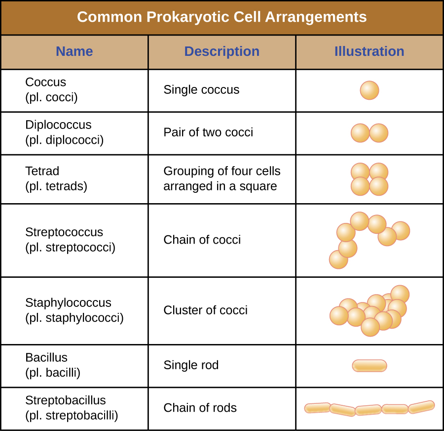 Cocci Bacteria Examples
