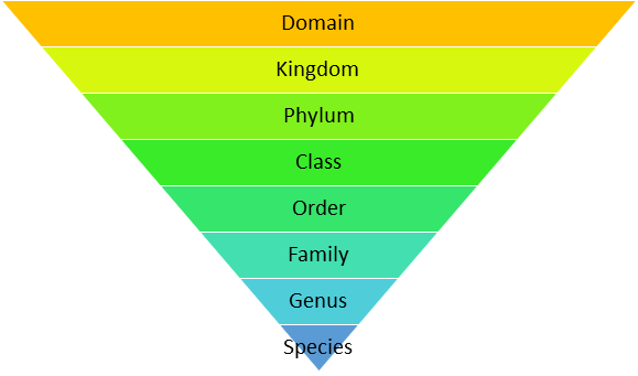 seo images