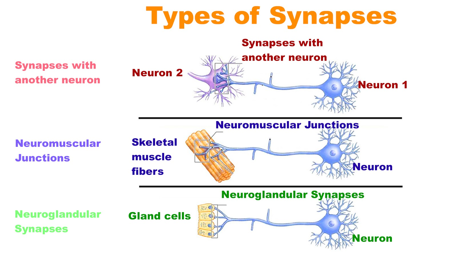 Axosomatic Synapse Is A Synapse Of Axon B The Synapse Class 11 Biology CBSE Axosomatic Synapse Is A Synapse Of Axon B The Synapse Class 11 Biology CBSE