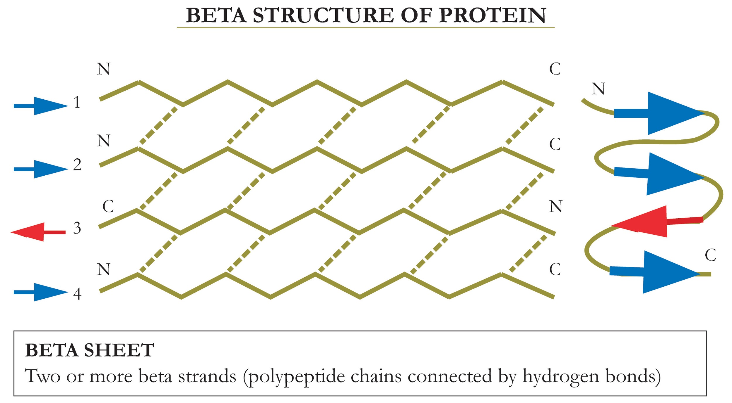 The Beta Pleated Sheet Structure Of Protein Is Due Class 11 Biology CBSE The Beta Pleated Sheet Structure Of Protein Is Due Class 11 Biology CBSE