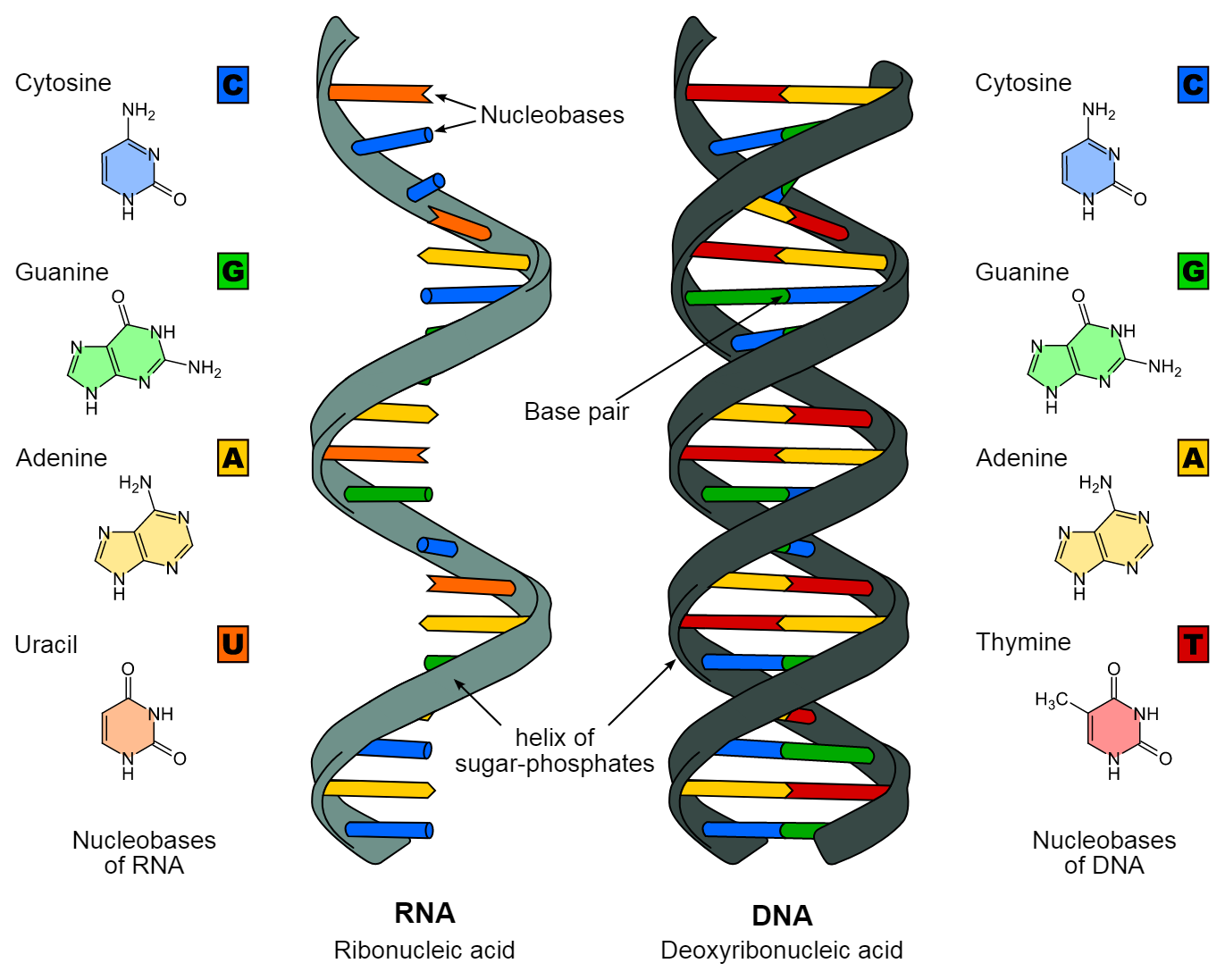 Briefly discuss the structure and functions of DNA