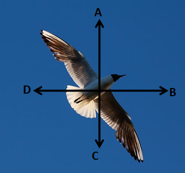 seo images