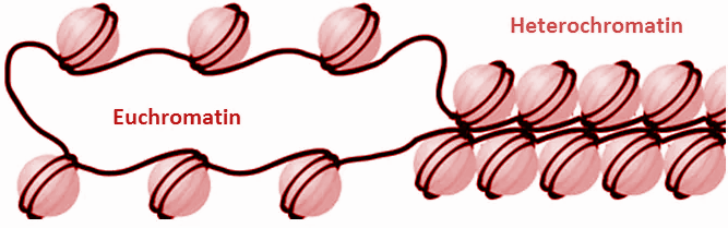 Chromatin Material Which Remains Condensed During Interphase Class 11 Chromatin Material Which Remains Condensed During Interphase Class 11