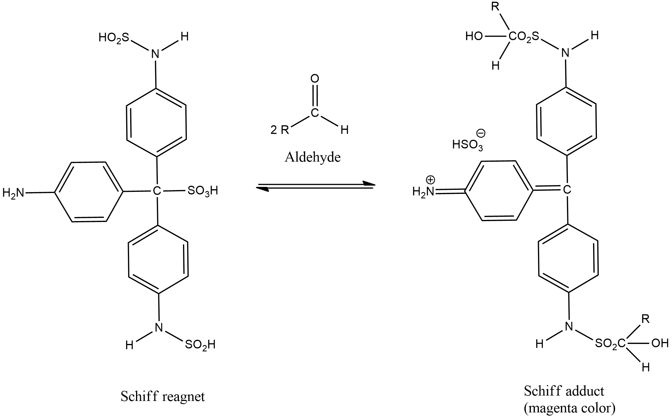 How Does A Schiff Reagent React With An Aldehyde Class 11 Chemistry CBSE How Does A Schiff Reagent React With An Aldehyde Class 11 Chemistry CBSE