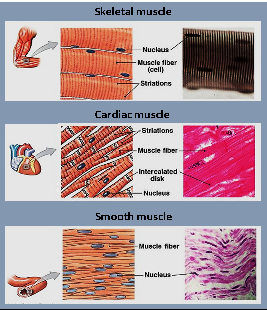 Muscles of the Body
